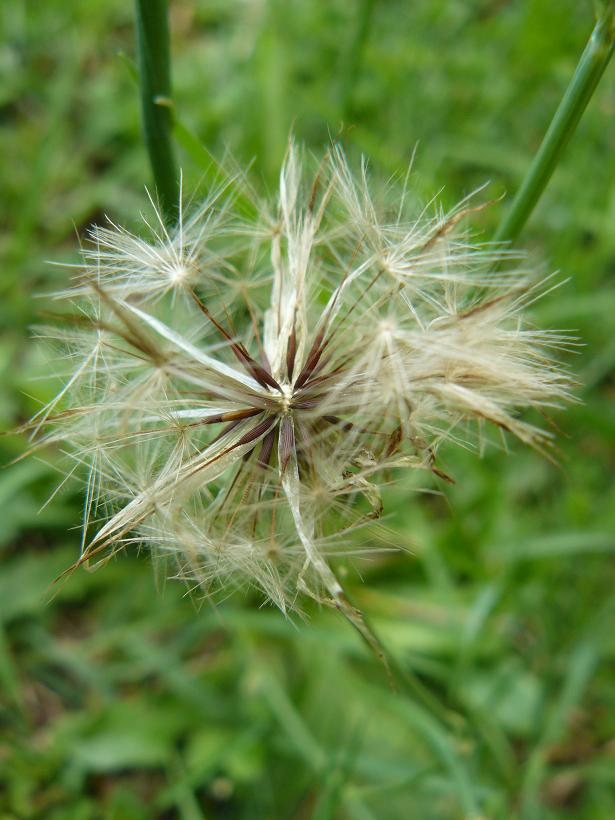 composita fiore giallo: Hypochoeris radicata